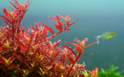 红宫廷水草资料、图片：最适合新手的红色水草