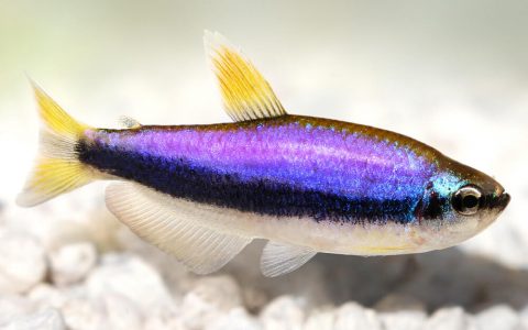 蓝国王灯 （Inpaichthys kerri）：低配版电光毒药