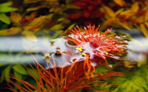 红太阳水草：红太阳草简介、图片资料