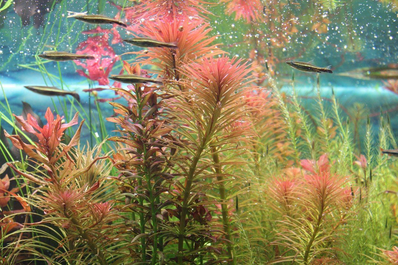 红太阳水草：红太阳草简介、图片资料