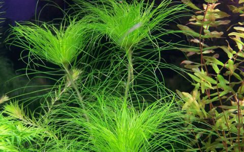 鹿角矮珍珠 （Ranunculus inundatus）：独特的鹿角形前景水草