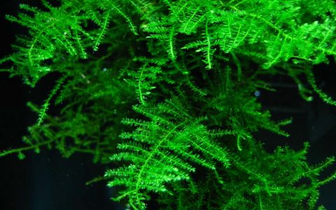 新加坡莫丝Vesicularia dubyana水草饲养资料、图片