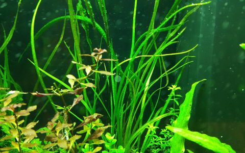 柳叶皇冠草 （Echinodorus angustifolius）饲养资料，图片