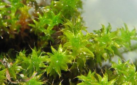 星星莫丝tortula ruralis水草饲养图片、资料