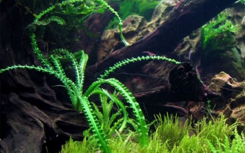 龙鞭水草Crinum calamistratum养殖资料、图片
