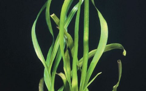 泰国水蒜水草Crinum thaianum养殖资料、图片