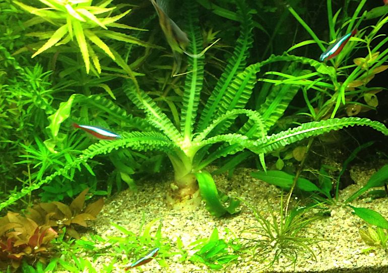 大喷泉水草：大喷泉资料、图片