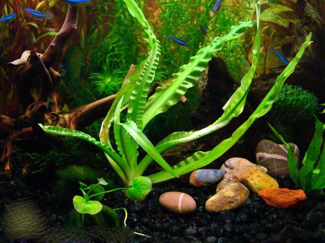 大喷泉水草：大喷泉资料、图片