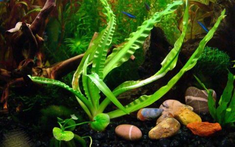 大喷泉水草Crinum natans养殖资料、图片
