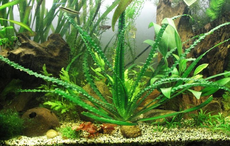 大喷泉水草：大喷泉资料、图片