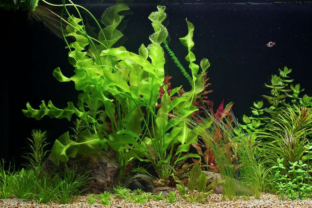 大卷浪草资料、图片：珍贵的草缸大波浪