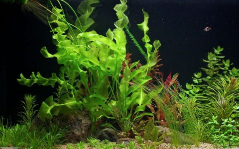 大卷浪草Aponogeton ulvaceus养殖资料、图片