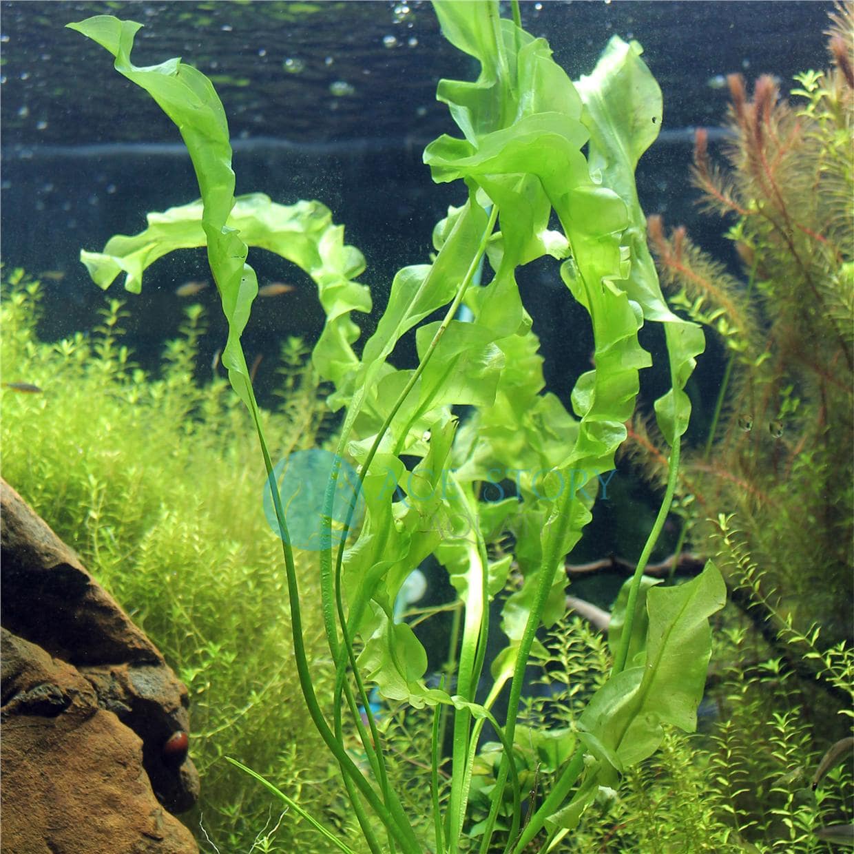 大卷浪草资料、图片：珍贵的草缸大波浪