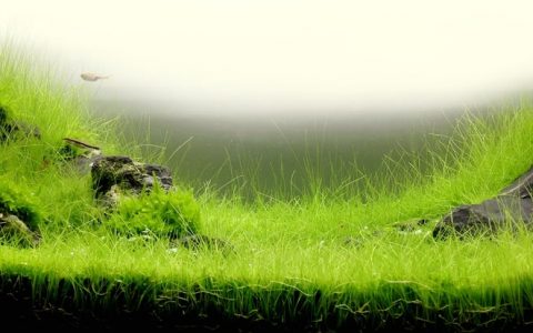 牛毛毡水草Eleocharis parvula饲养资料、图片