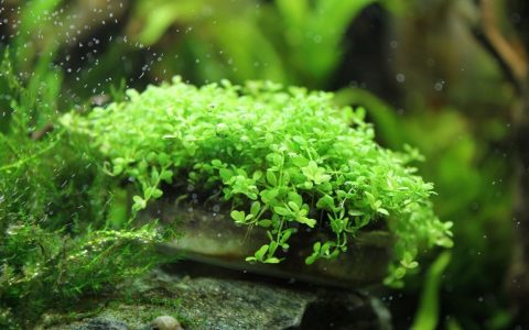 迷你矮珍珠养殖资料、图片