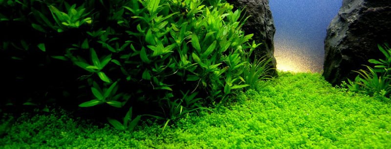 迷你矮珍珠资料、图片：草缸前景的迷你绿地毯