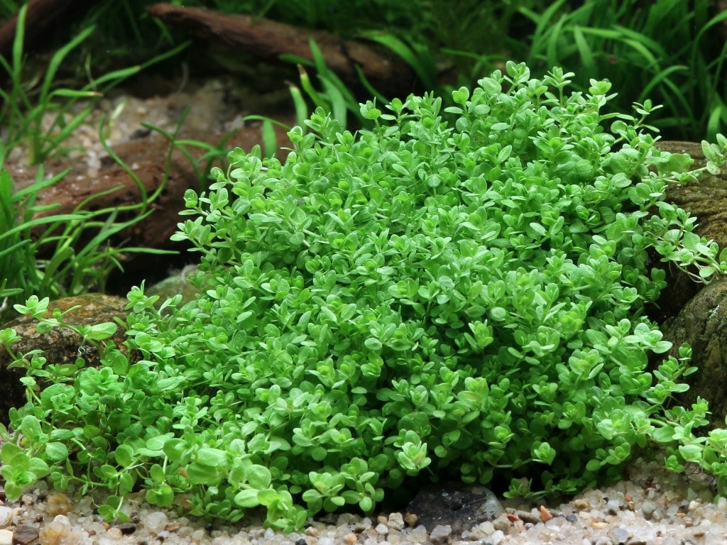 迷你矮珍珠资料、图片：草缸前景的迷你绿地毯