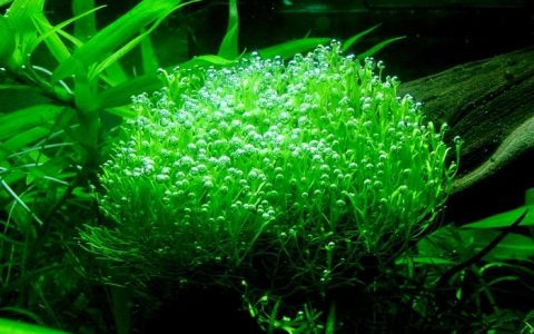 迷你鹿角苔养殖资料、图片