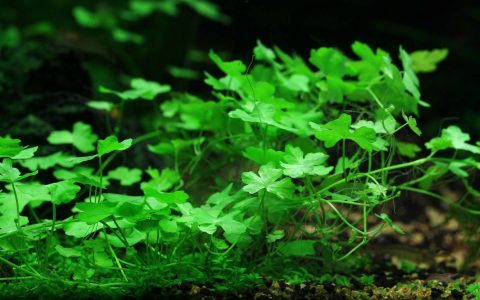 天胡荽资料、图片：水草缸中的小星星魔法棒