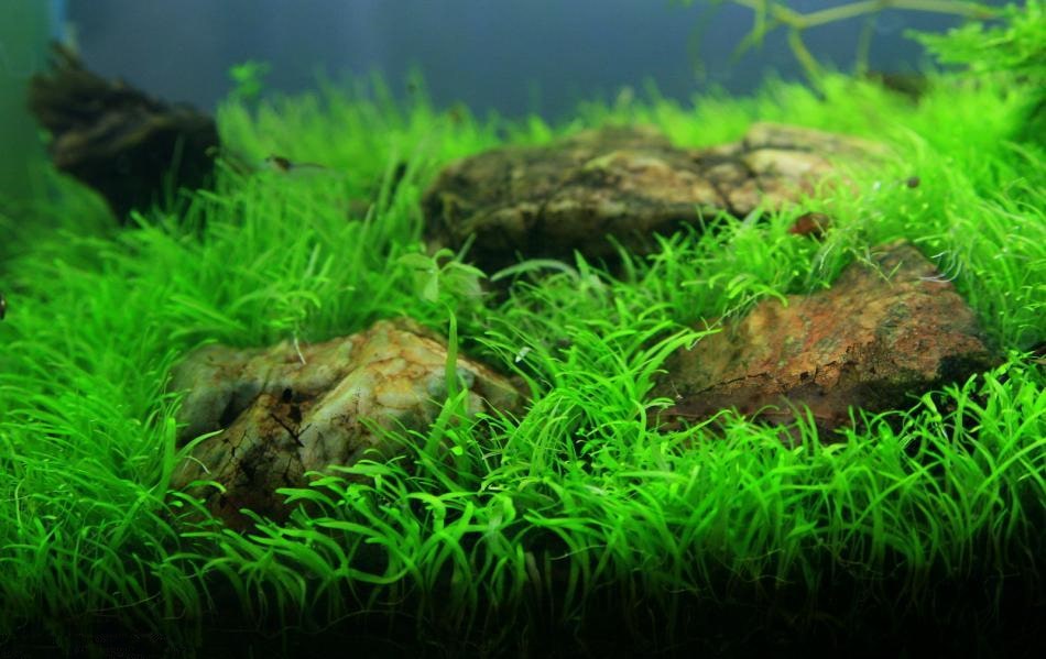 挖耳草资料、图片：水草缸中最漂亮的前景草坪