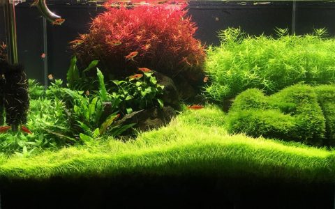 挖耳草养殖资料、图片