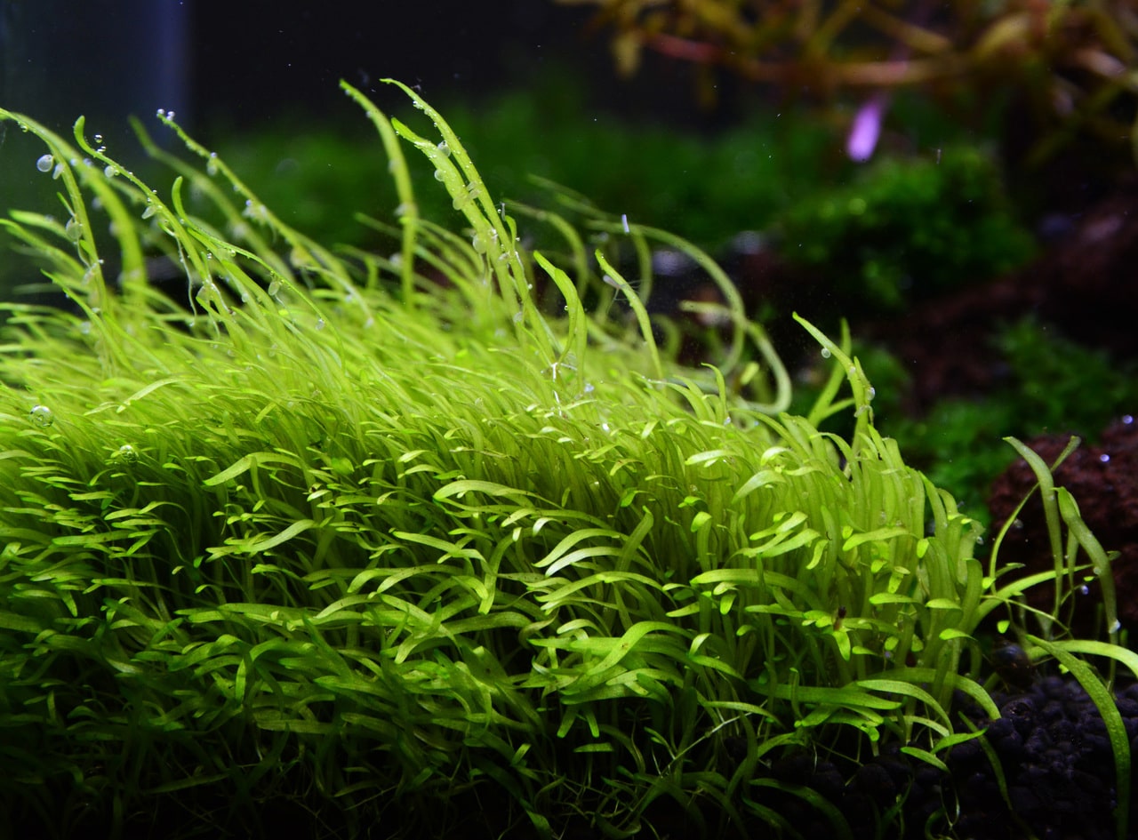 挖耳草资料、图片：水草缸中最漂亮的前景草坪