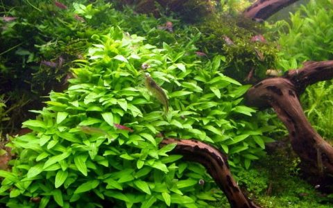 南美叉柱花养殖资料、图片