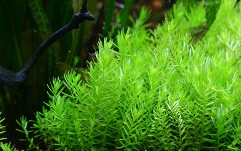 绿宫廷水草养殖资料、图片