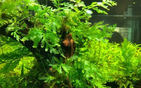 黑木蕨水草饲养资料、图片
