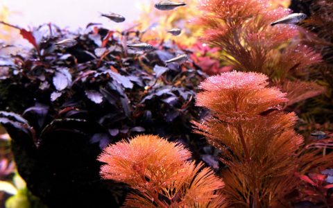 红菊花水草饲养资料、图片
