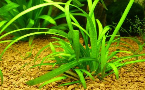 小水兰资料、图片：“养不死”的缸霸级入门水草