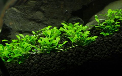 矮珍珠资料、图片：入门级草坪类前景水草