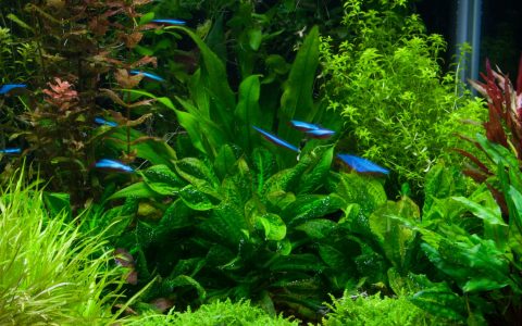 卵圆皇冠草 （Echinodorus parviflorus）饲养资料，图片