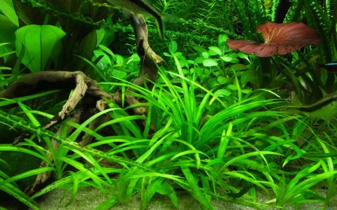 袖珍皇冠草 （Echinodorus bolivianus）饲养资料，图片