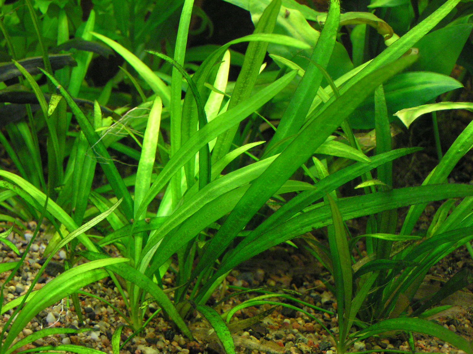 袖珍皇冠草 （Echinodorus bolivianus）