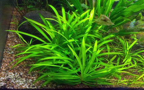 迷你皇冠草 （Echinodorus quadricostatus）水草饲养资料，图片