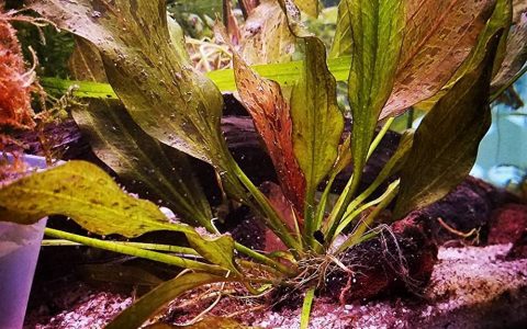 红火焰皇冠草 （Echinodorus sp. ”red flame”）水草饲养资料，图片