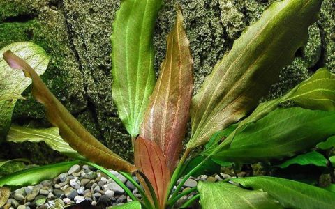 玫瑰皇冠草 （Echinodorus sp. ”rose”）水草饲养资料，图片