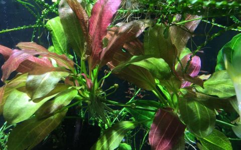 鲁宾皇冠草 （Echinodorus sp. ”rubin”）水草饲养资料，图片