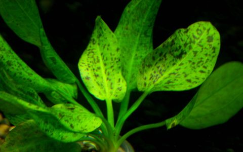 花豹象耳 （Echinodorus schlueteri ‘Leopard’）皇冠水草饲养资料，图片