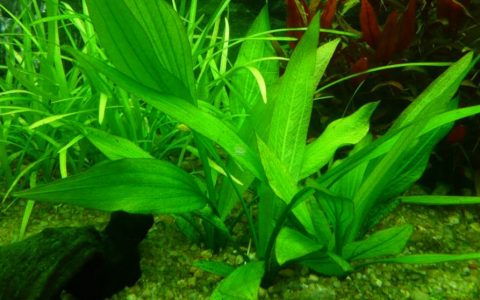 沙巴皇冠草 （Echinodorus subalatus）水草饲养资料，图片