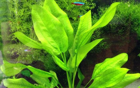 虎斑象耳 （Echinodorus maculatus）皇冠水草饲养资料，图片