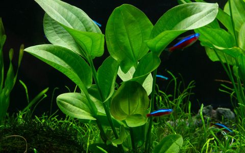 象耳 （Echinodorus cordifolius）饲养资料，图片