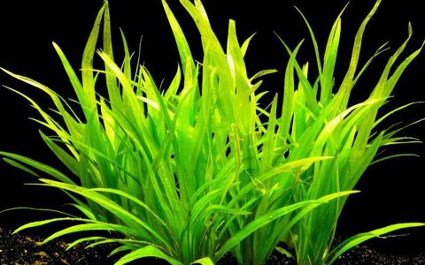 狭叶皇冠草 （Echinodorus latifolius）饲养资料，图片