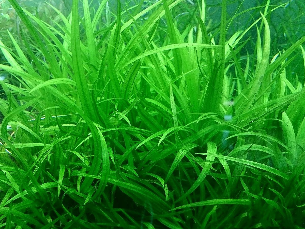 狭叶皇冠草 （Echinodorus latifolius）