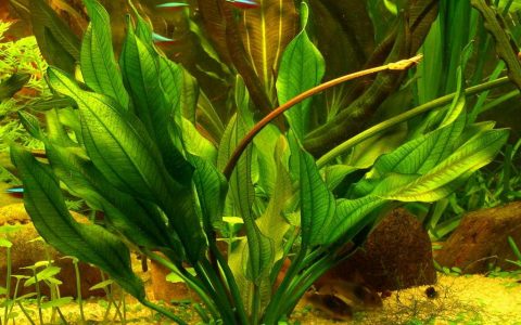 阿秀皇冠水草 （Echinodorus aschersonianus）养殖资料、图片