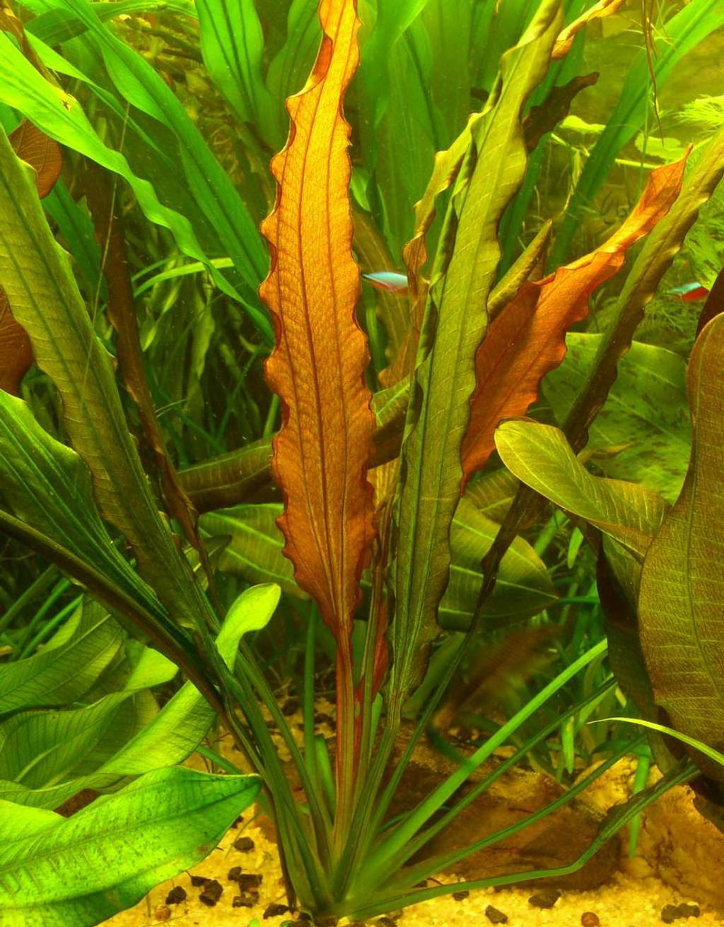阿秀皇冠草 （Echinodorus aschersonianus）