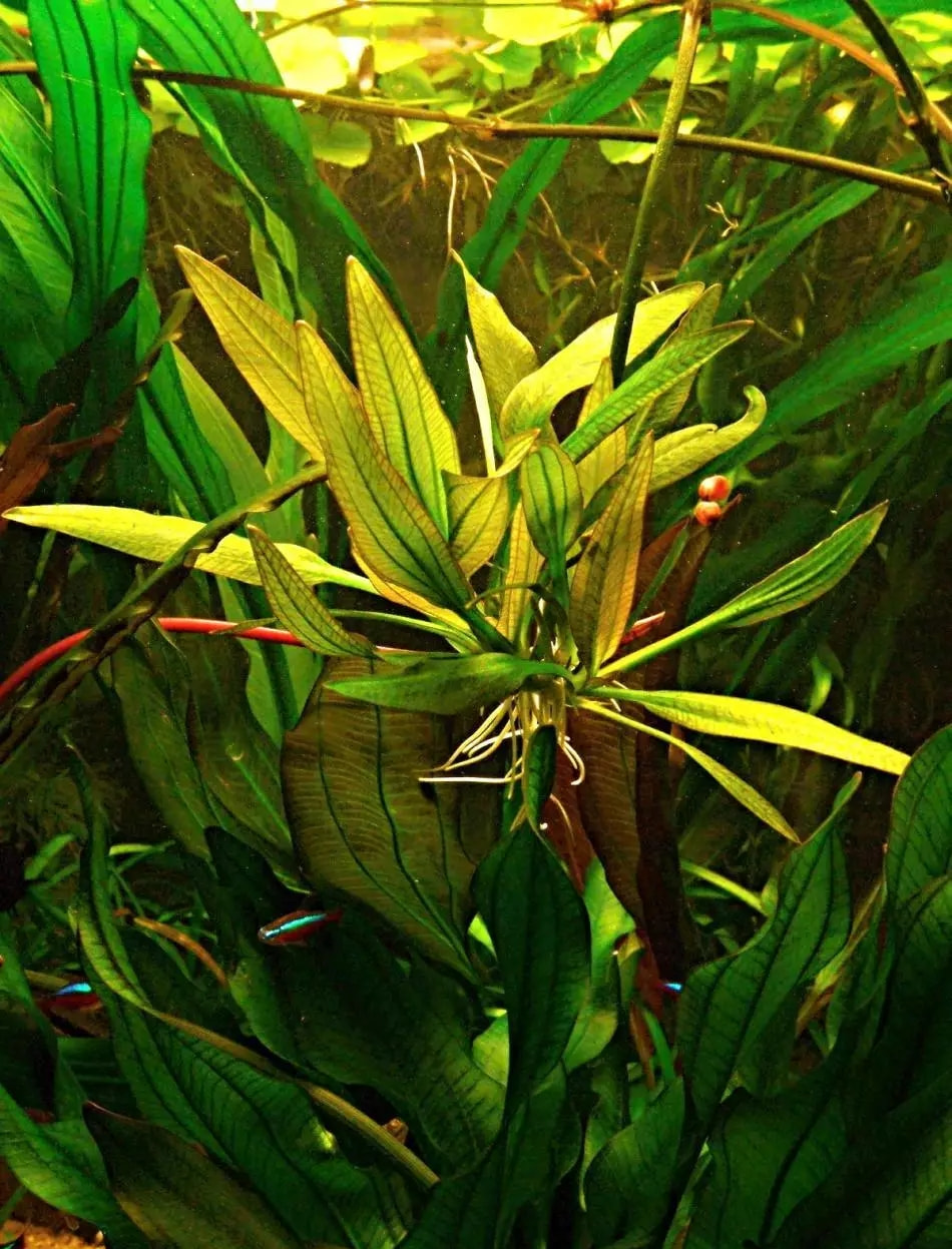 阿秀皇冠草 （Echinodorus aschersonianus）