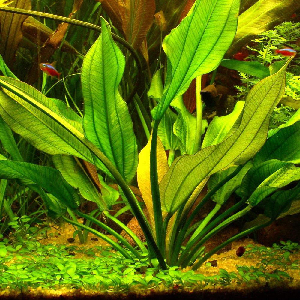 阿秀皇冠草 （Echinodorus aschersonianus）