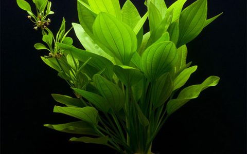 小海帆 水草（Echinodorus argentinensis）养殖资料、图片